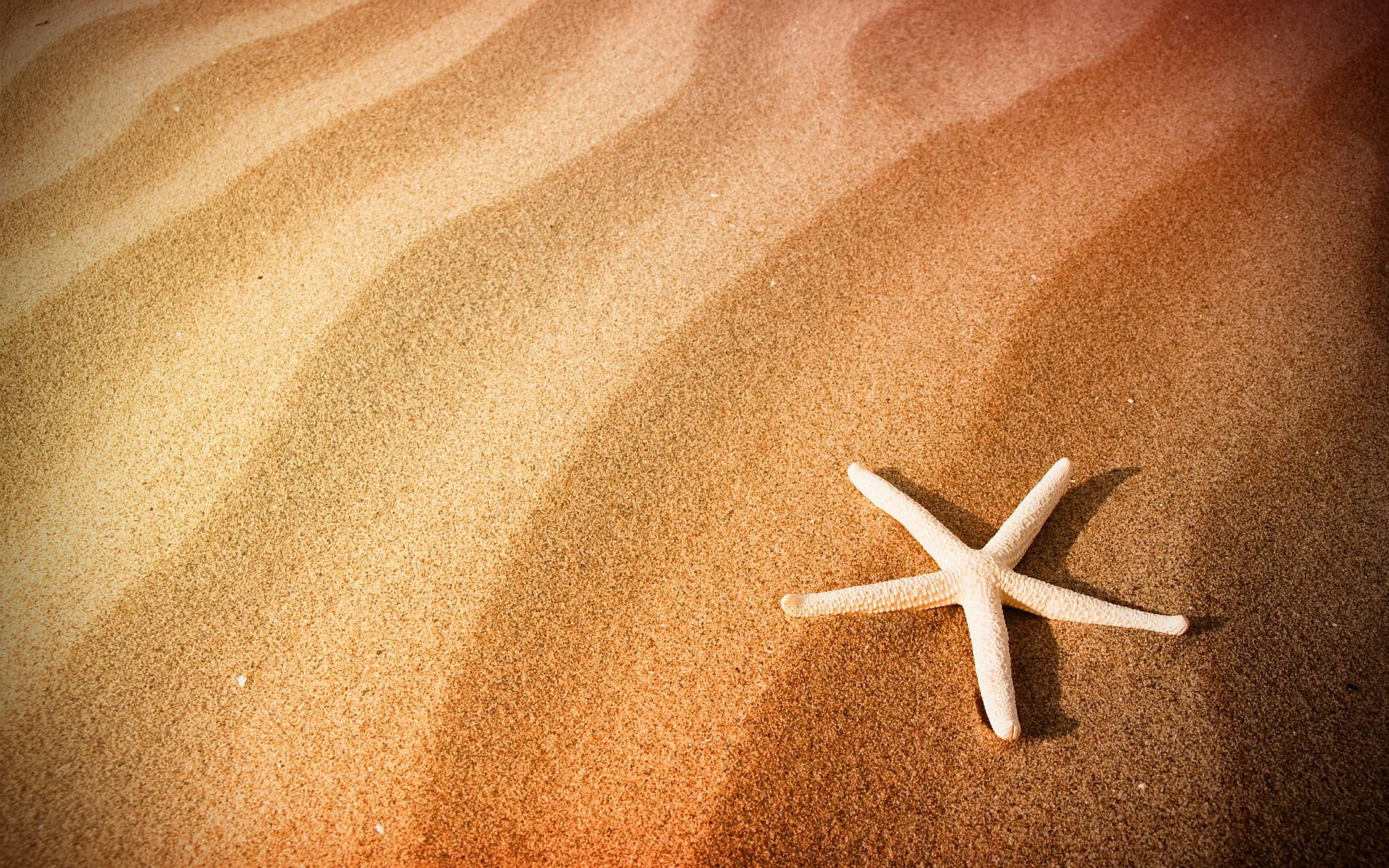 Beach sand starfish Wallpaper