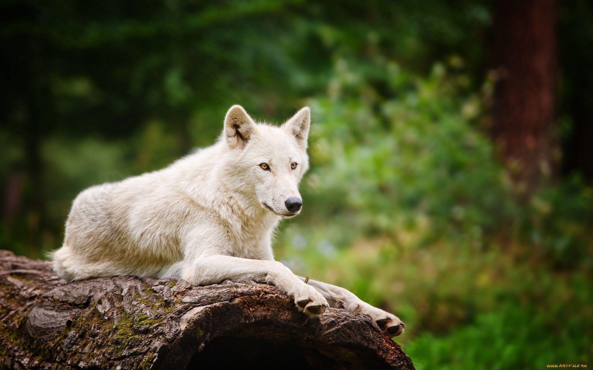 Arctic Wolf Wallpaper. Arctic Wolf Background