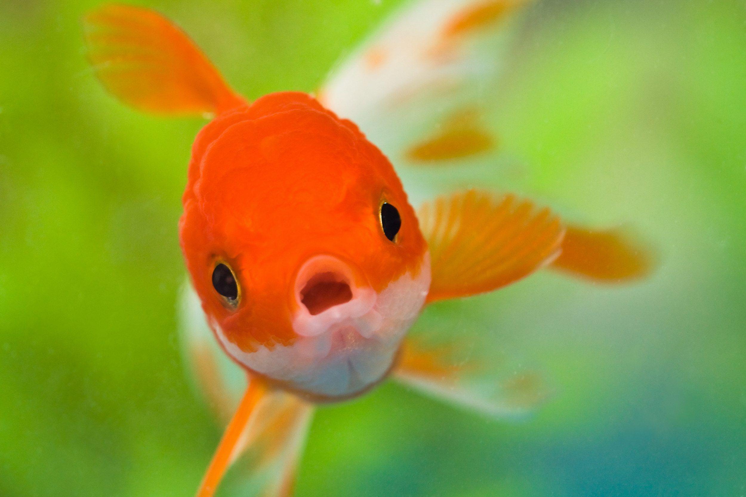 image For > Golden Fish Wallpaper Desktop