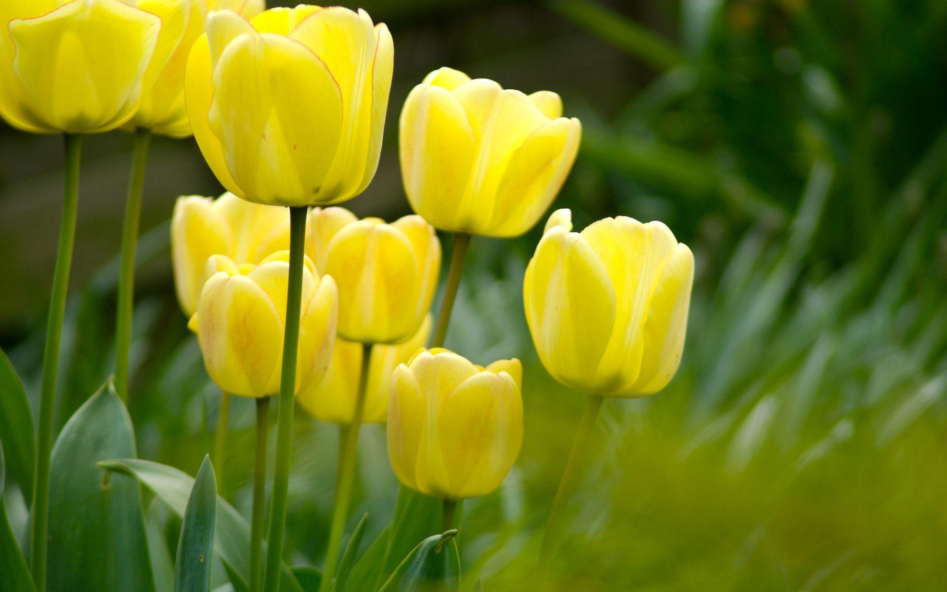 Tulip Flower Desktop Wallpaper. Free Download Tulip HD