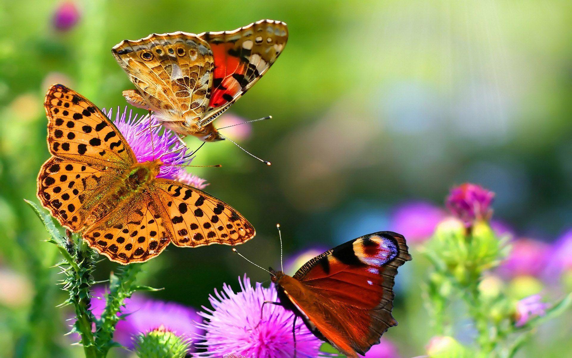 Moving Butterfly Image