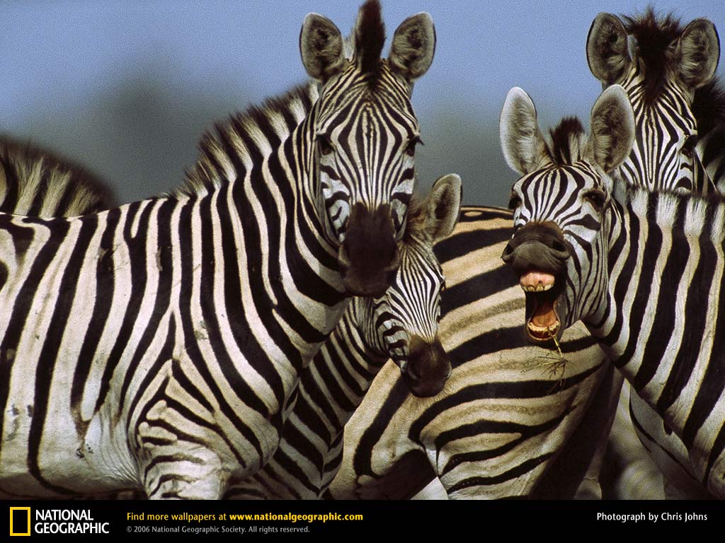 Zebra Picture, Zebra Desktop Wallpaper, Free Wallpaper, Download