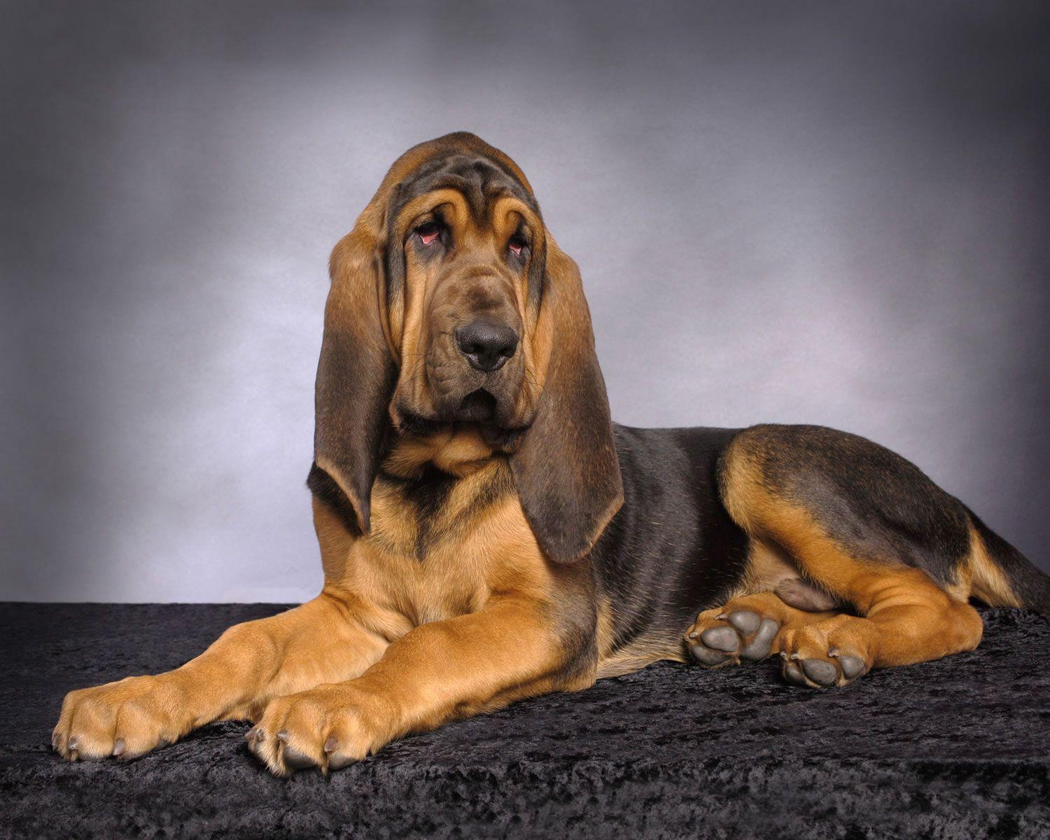 Bloodhound HD Wallpaper. HD Wall Cloud