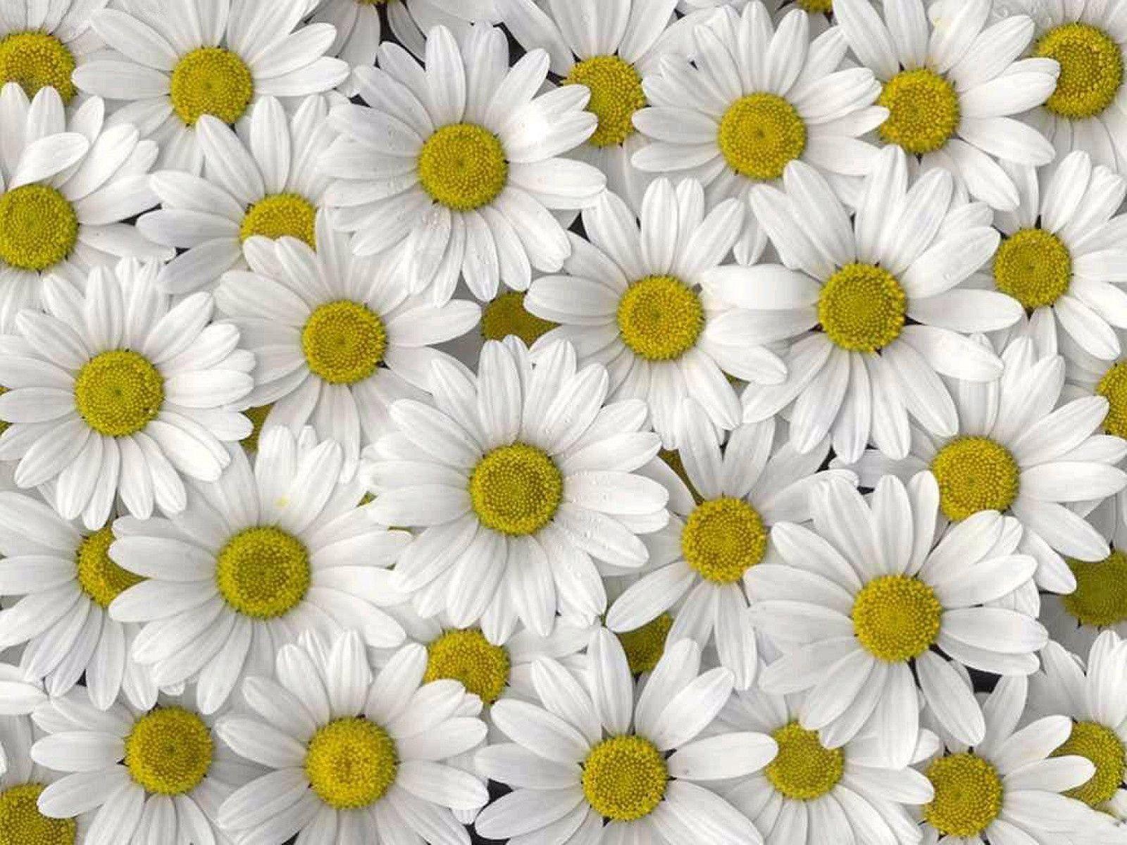 Download new daisy flowers tumblr wallpaper for macbook