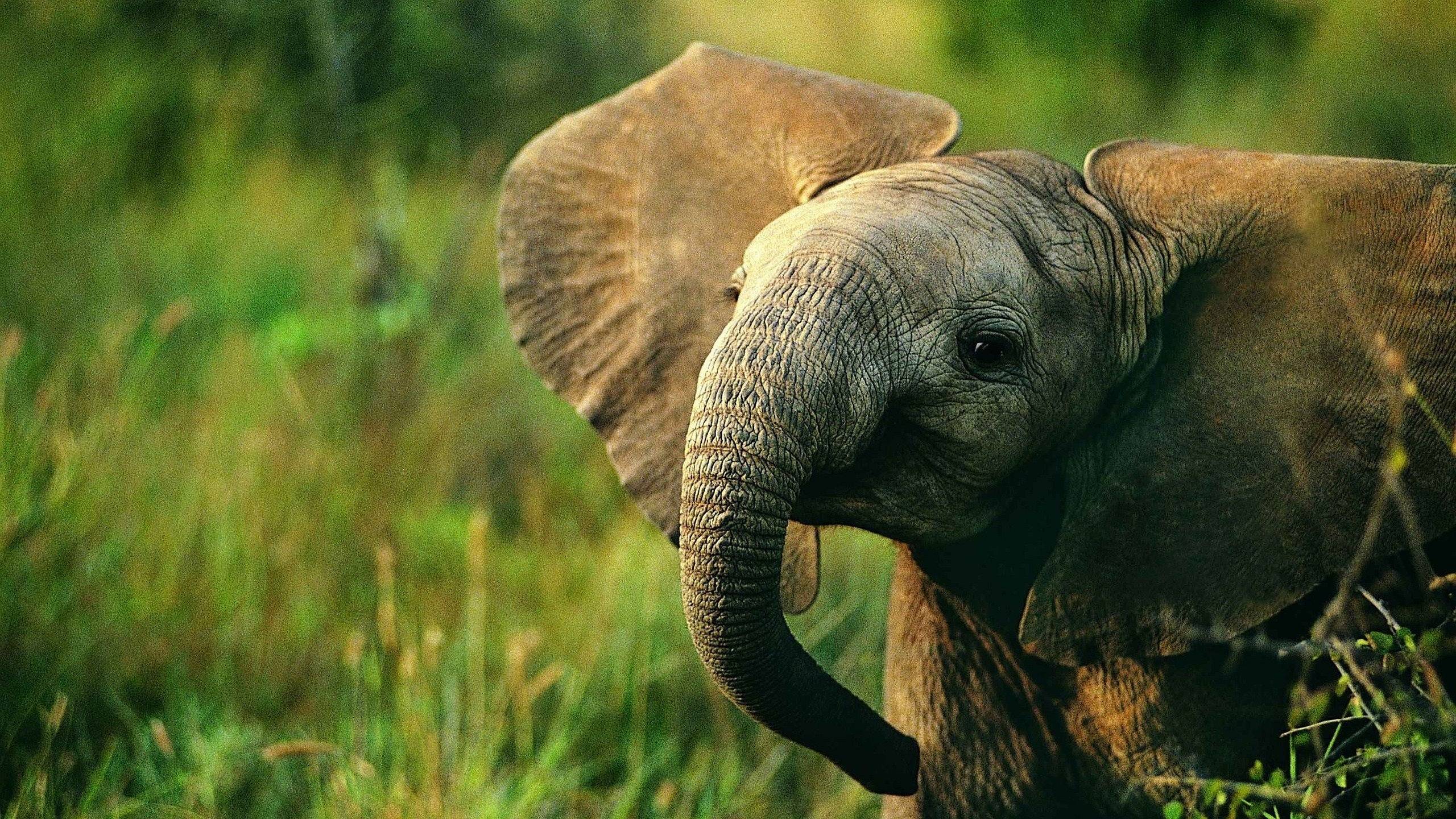 Animals For > Colorful Elephant Wallpaper