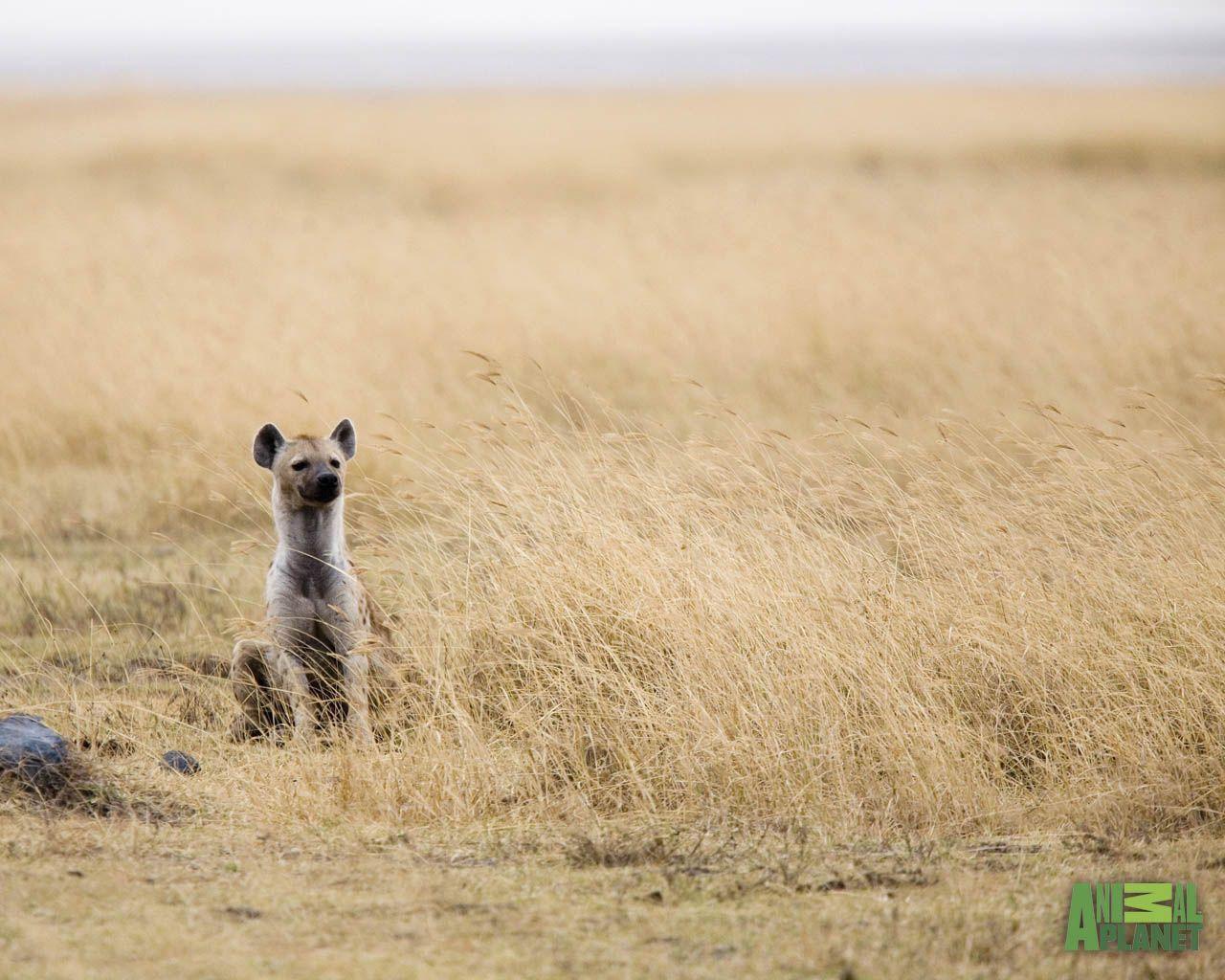 Hyena Picture and Wallpaper