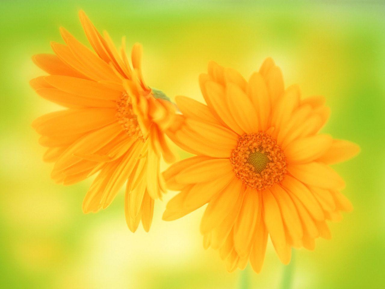 Beautiful Flowers Wallpaper For Desktop Free Download. Good