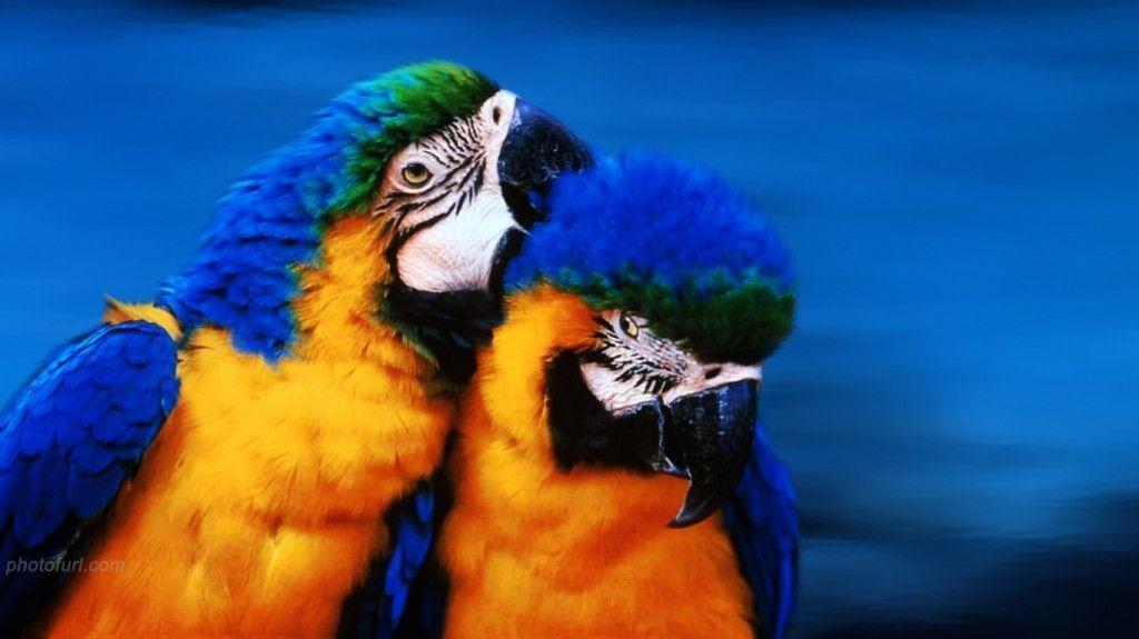 Free Download Image Of Love Birds