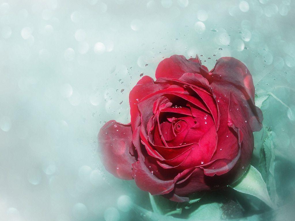 Valentine&;s Day Rose Desktop Wallpaper