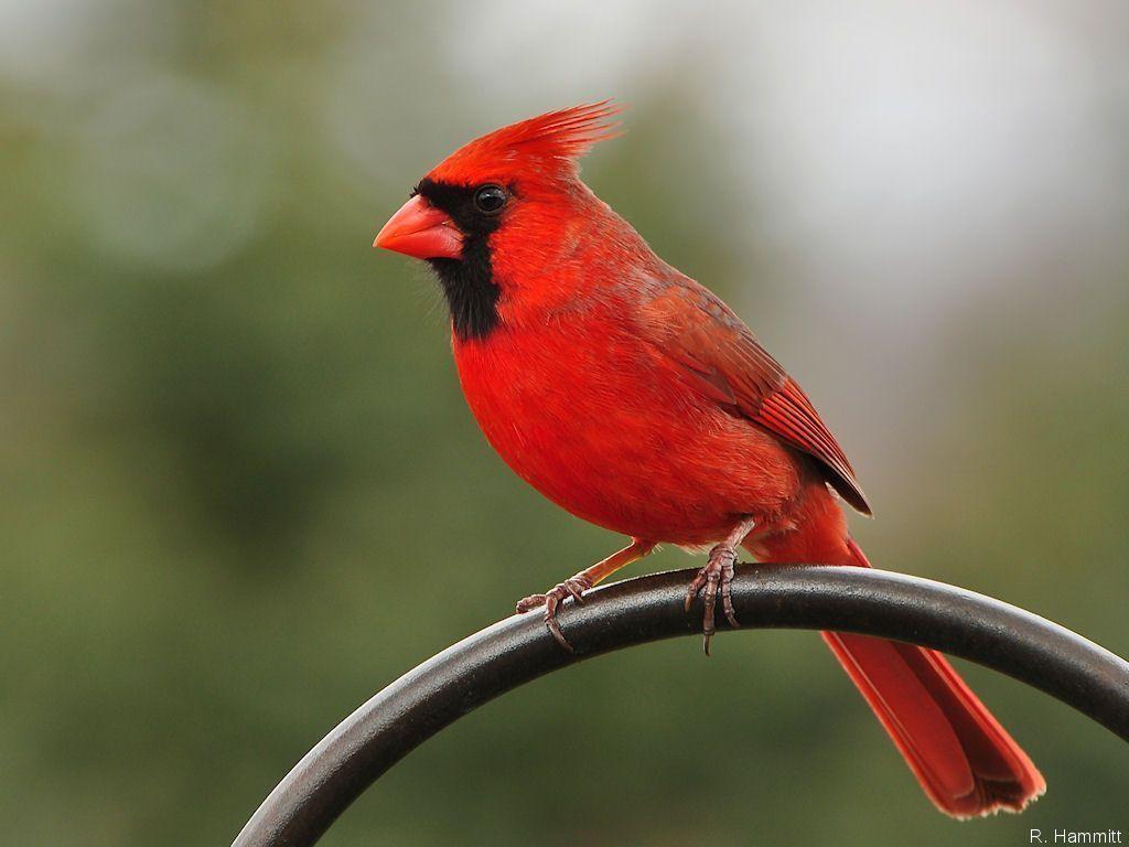 northern cardinal wallpaper