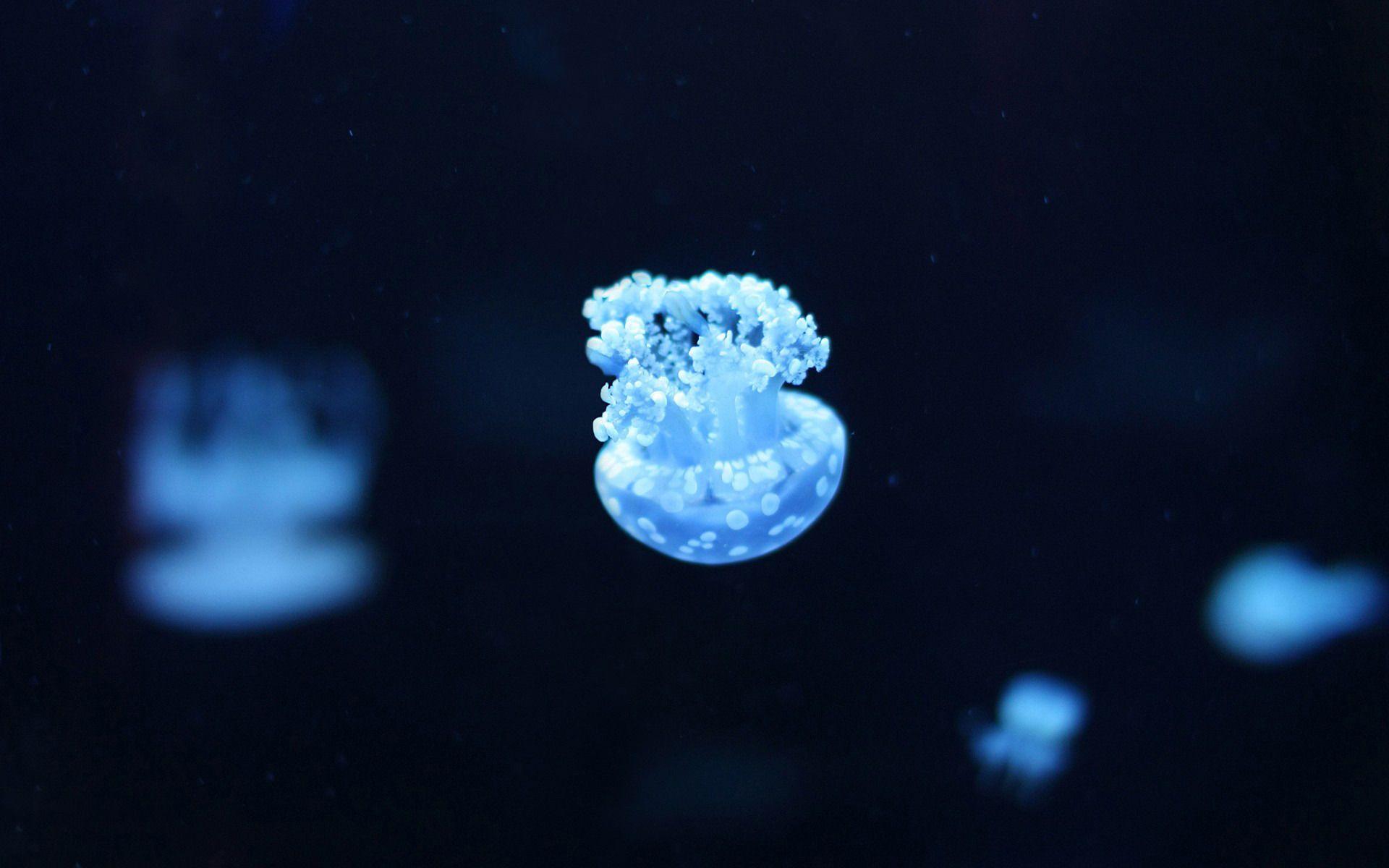 Small blue jellyfish wallpaper