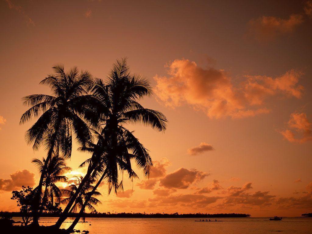 Palm Trees Wallpaper and Picture Items
