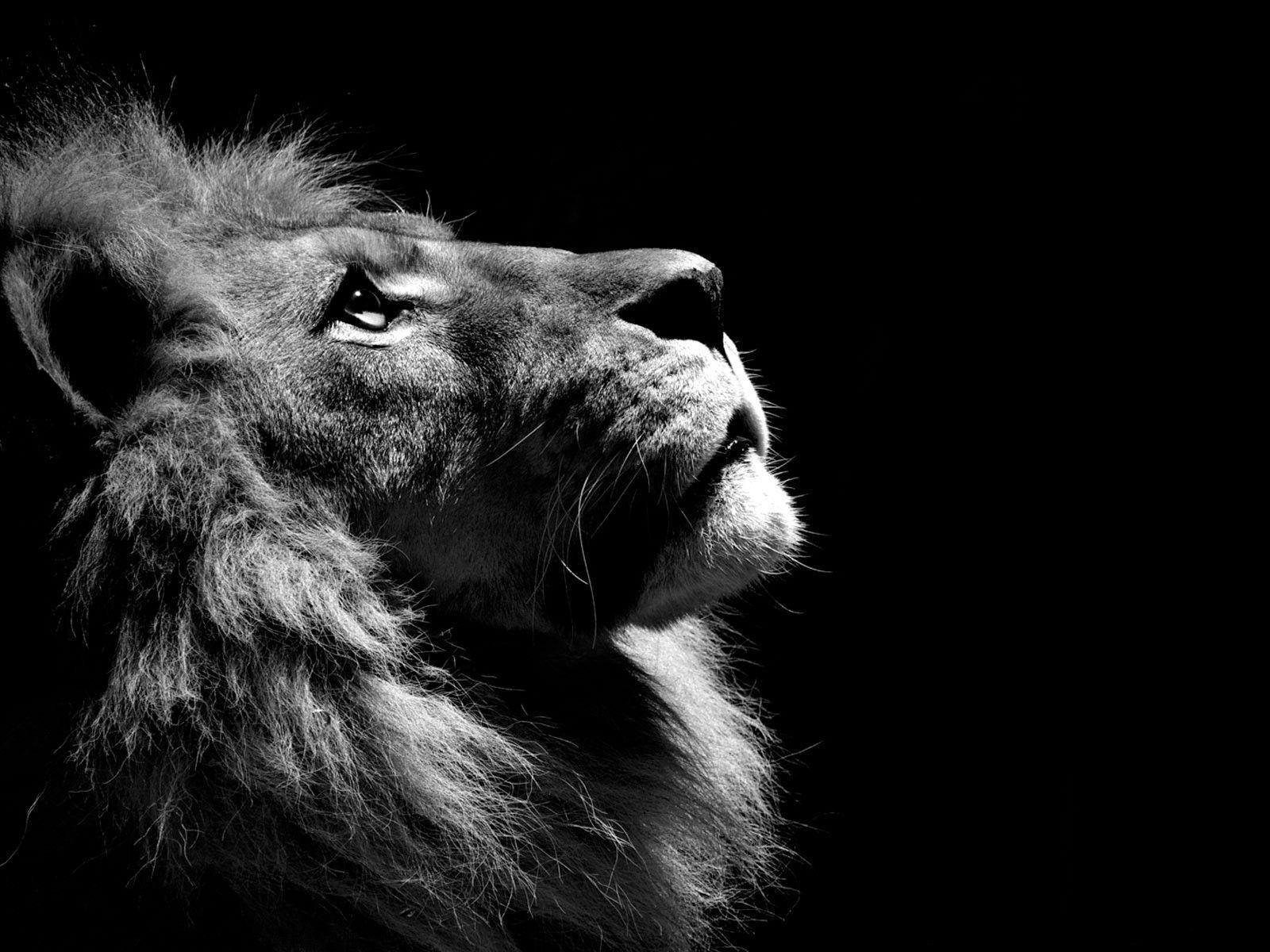 download black and white lion wallpaper