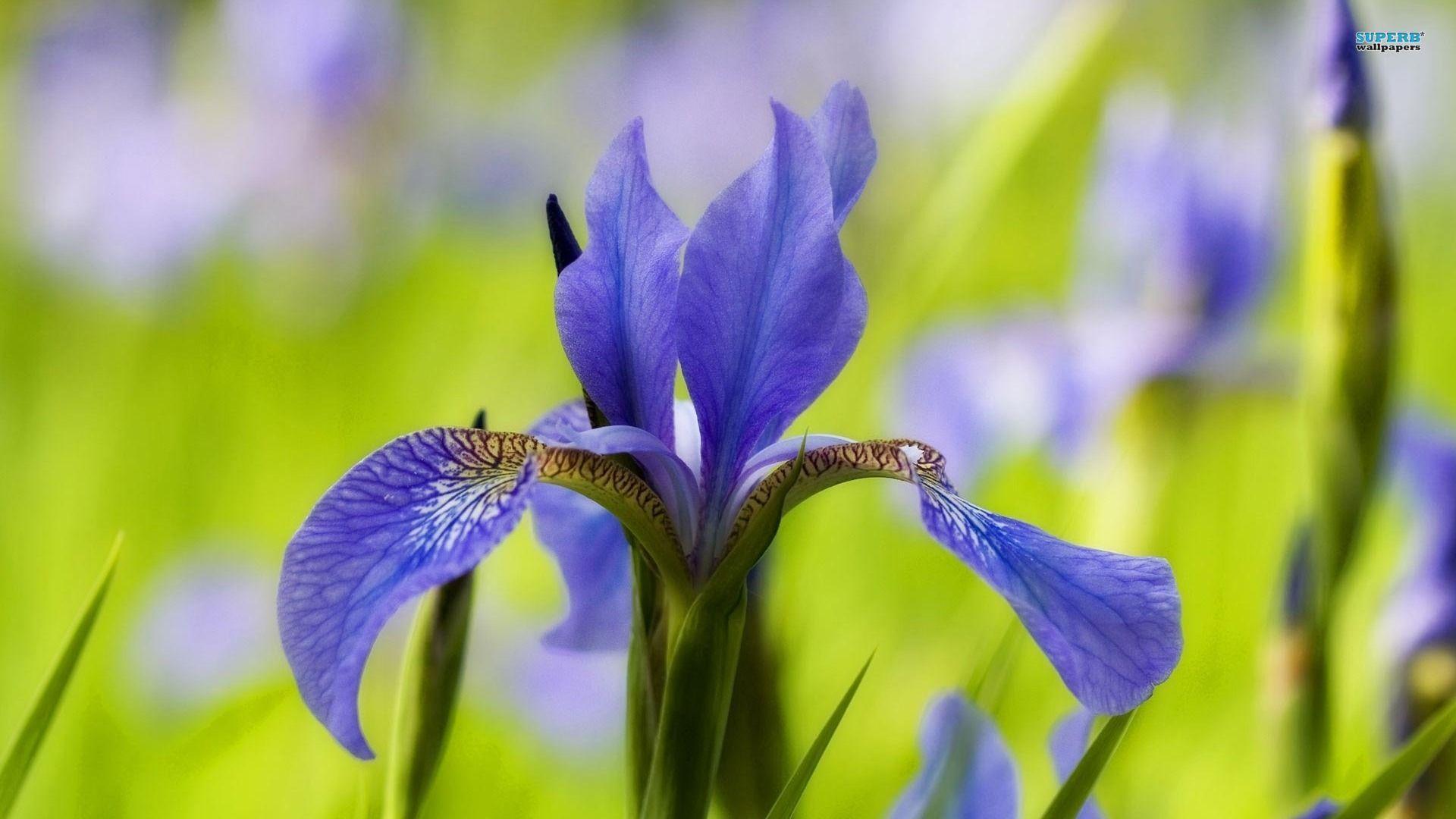 iris flower wallpaper