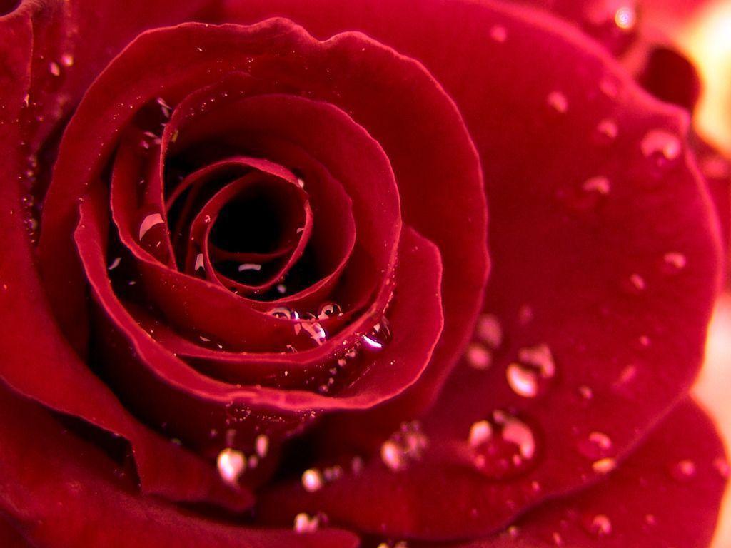 Free Red Rose Picture Download Wallpaper