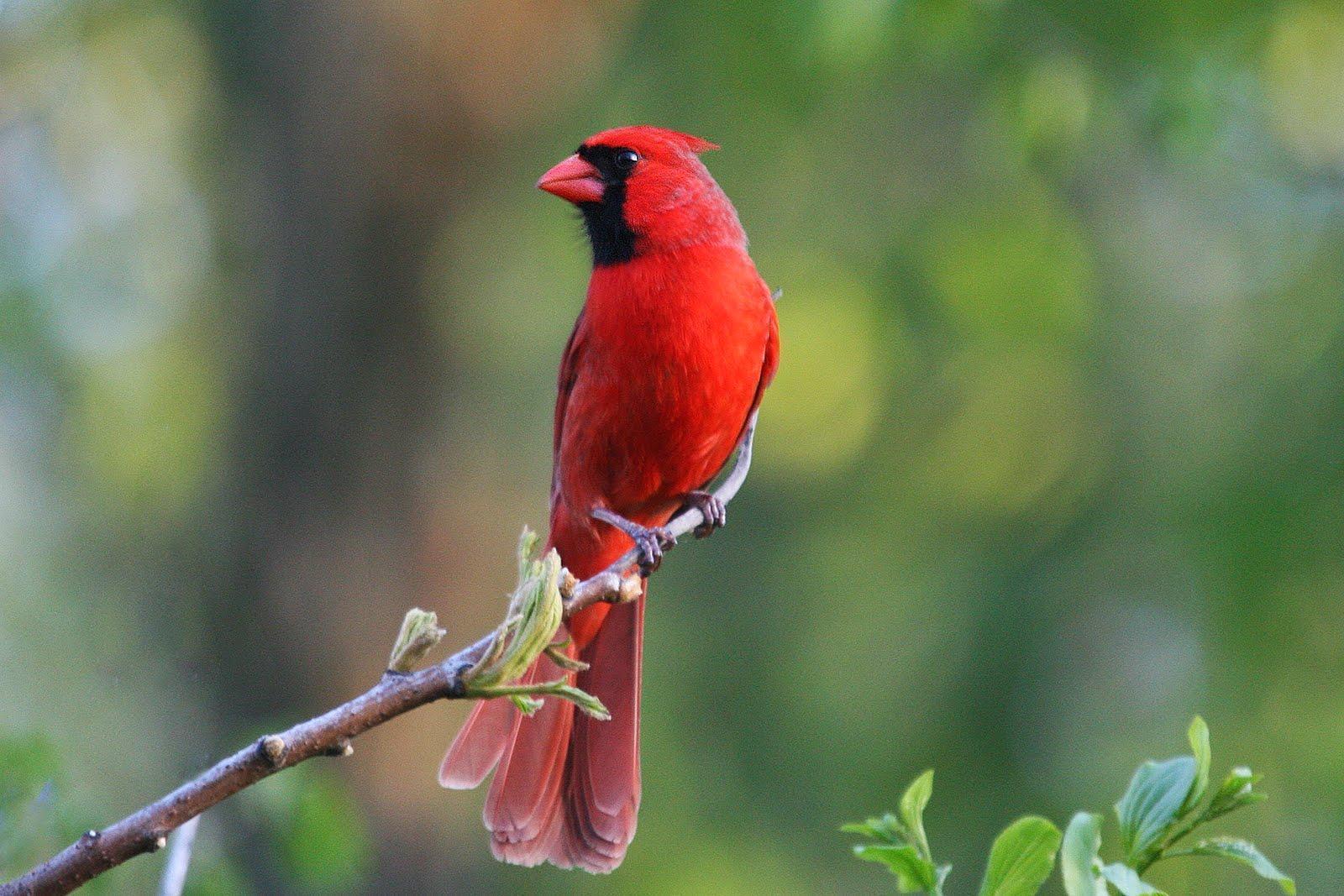 Beautiful Cardinal Minnesota Birds Photo Wallpaper. Birds