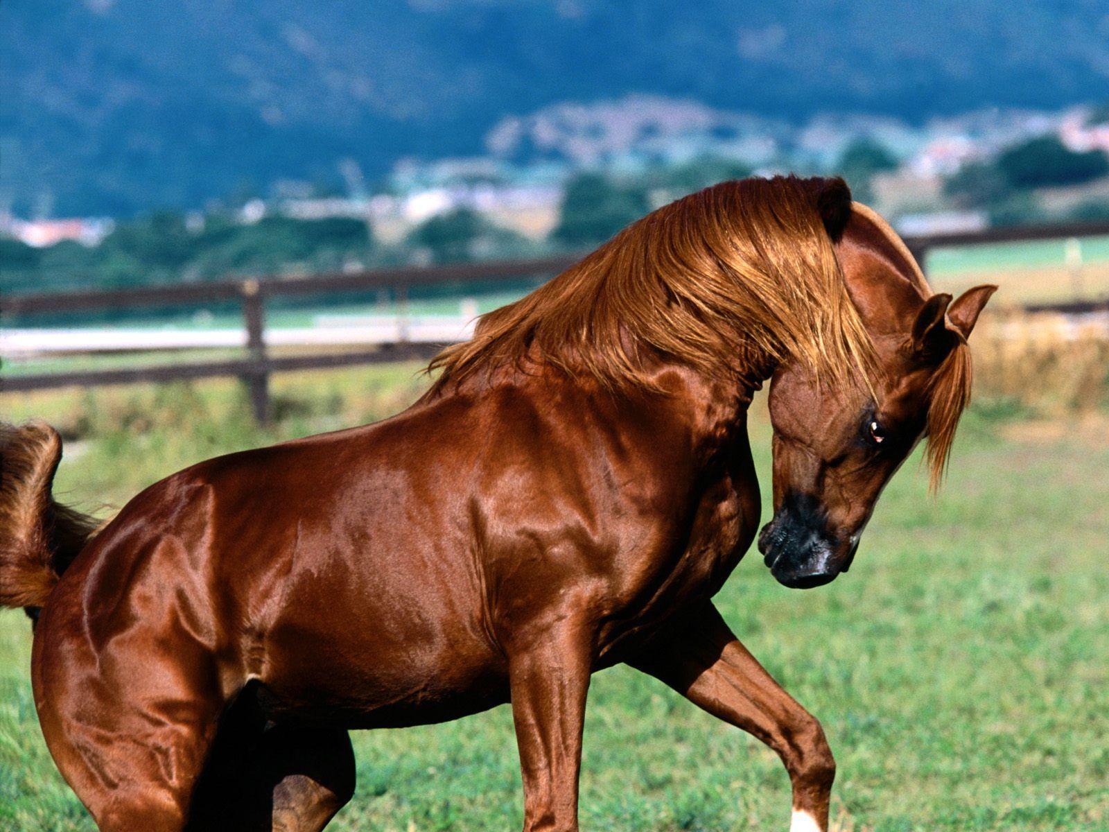 Brown Wild Horse desktop wallpaper