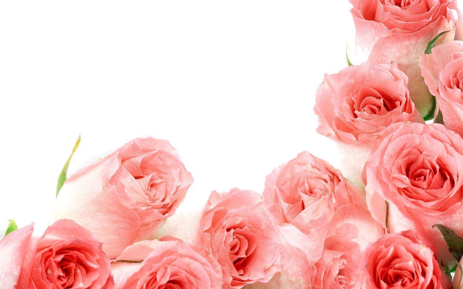 Rose Background Wallpaper. fashionplaceface