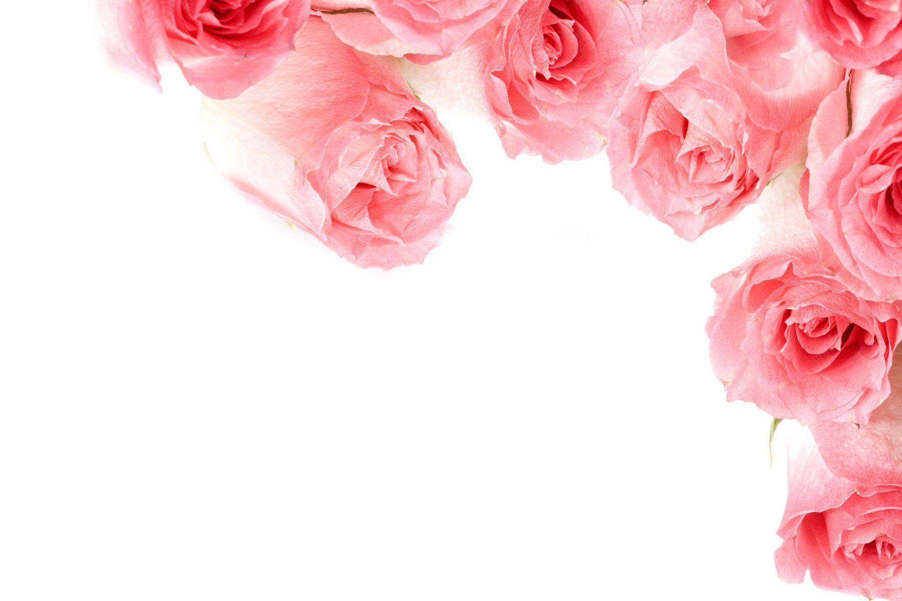 Wallpaper For > Pink Rose Flower Background