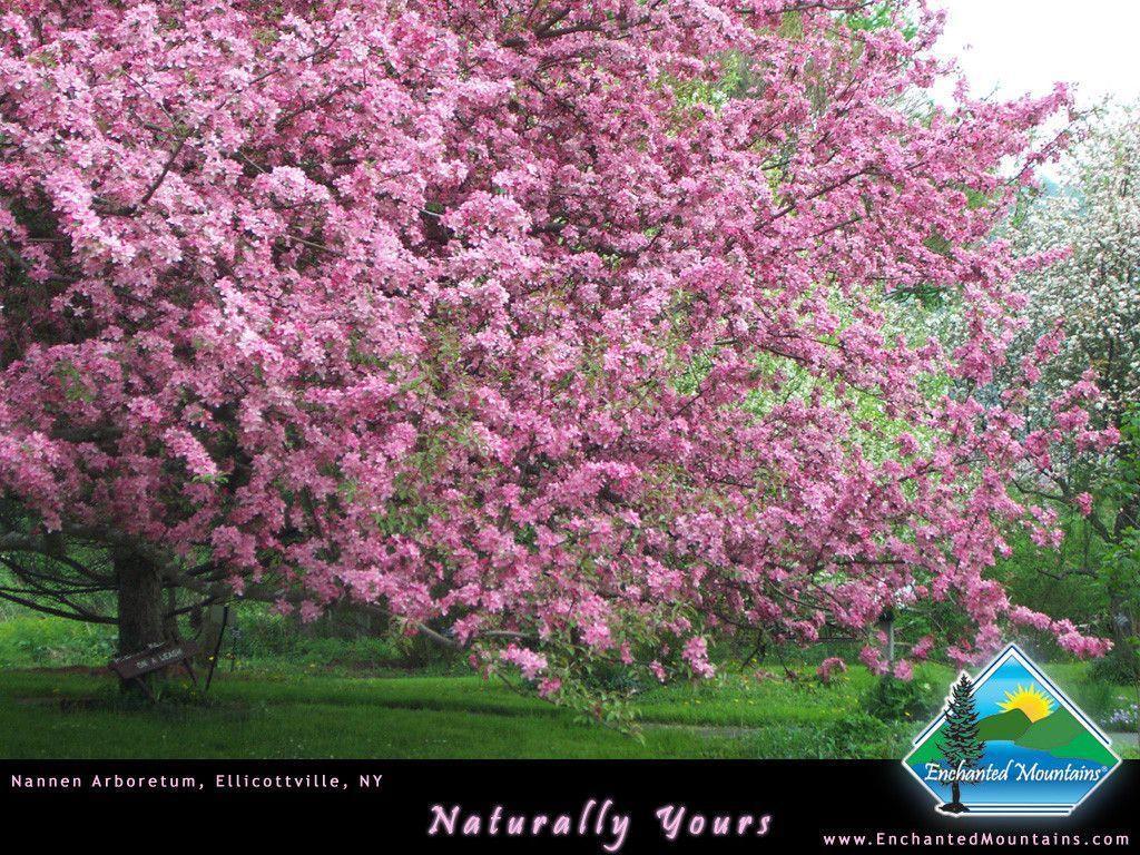 Nannen Arboretum Spring Wallpaper