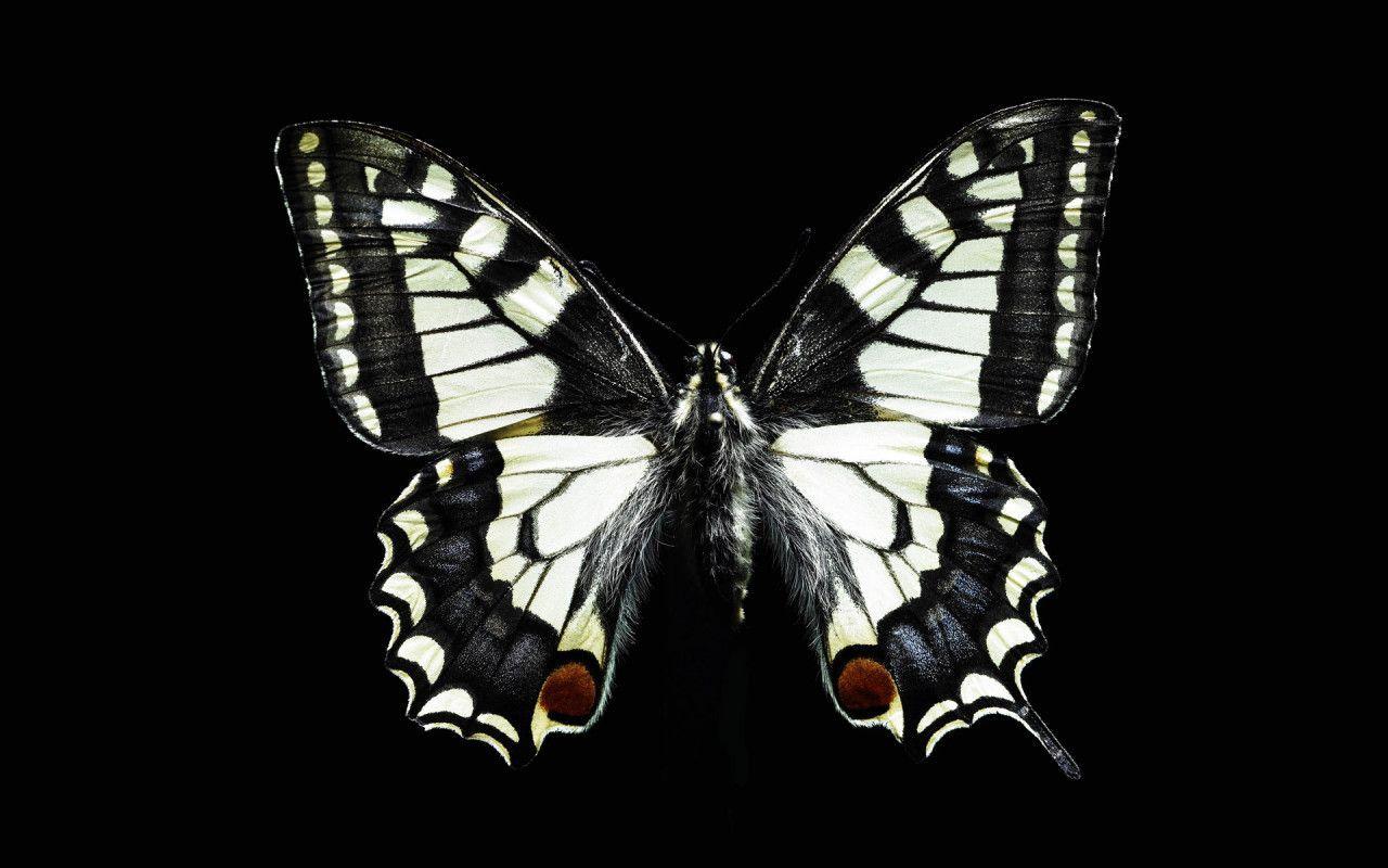 Animals For > White Butterfly Black Background