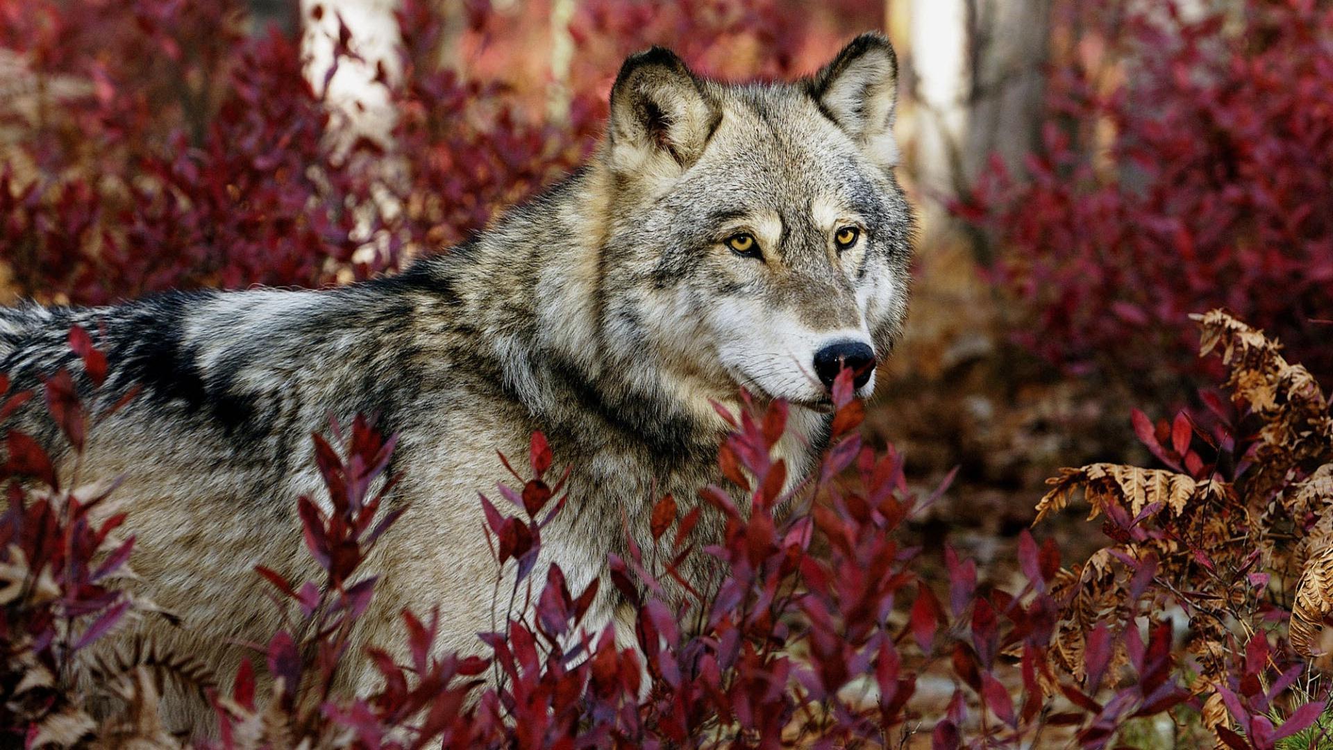 Wolf HD Wallpaper 1920x1080