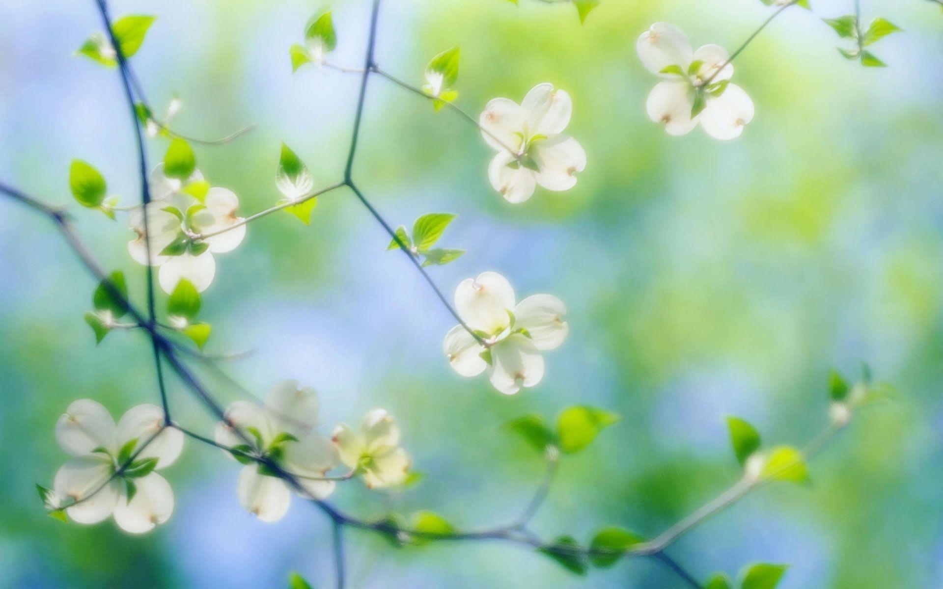 Free Dogwood Flowers Wallpaper 37253 1920x1200 px