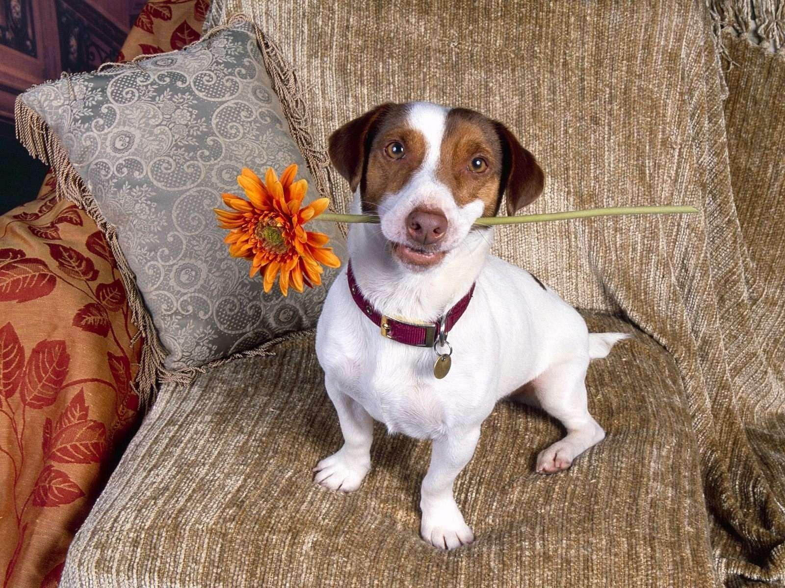 Jack Russell Terrier puppy with a flower photo and wallpaper