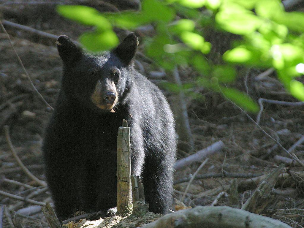 Public domain image picture of black bears