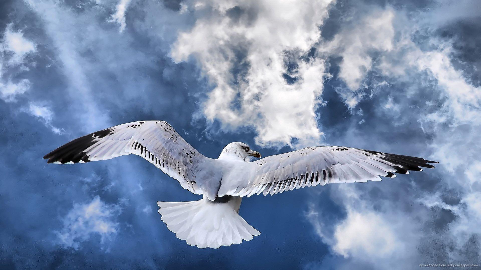Widescreen Awesome Seagull Wallpaper
