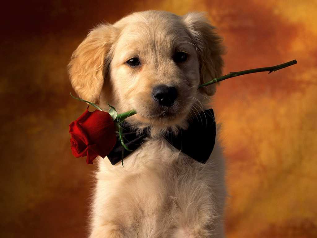 Cute Puppy Valentines Day Wallpaper