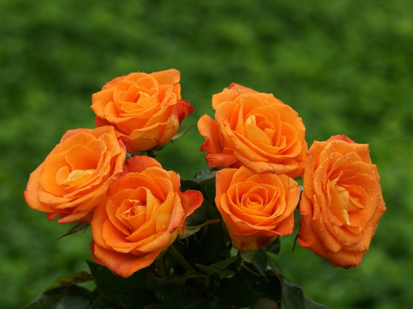 Orange Rose Desktop Background Picture, Wallpaper, HD Wallpaper