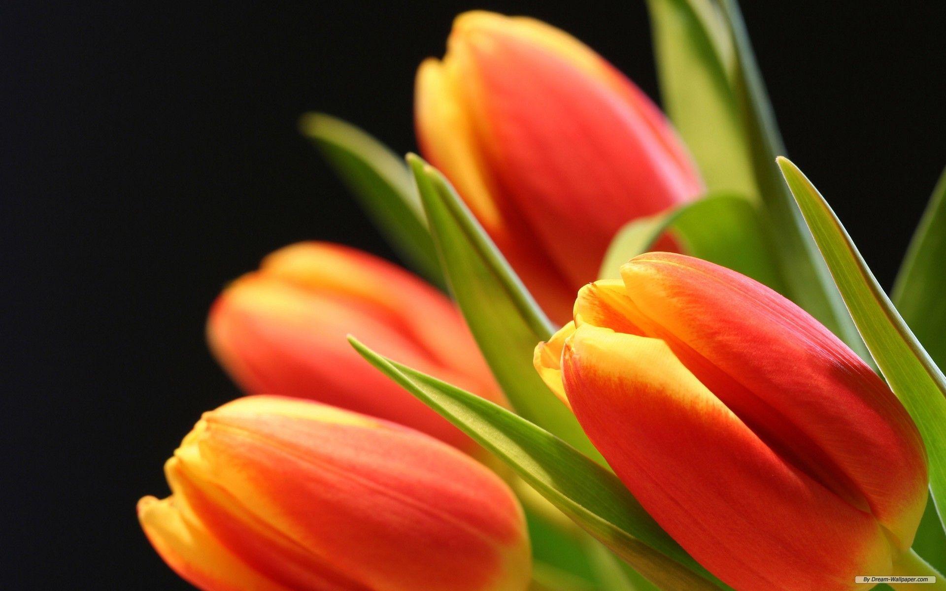 tulip flower high resolution wallpaper cool desktop background