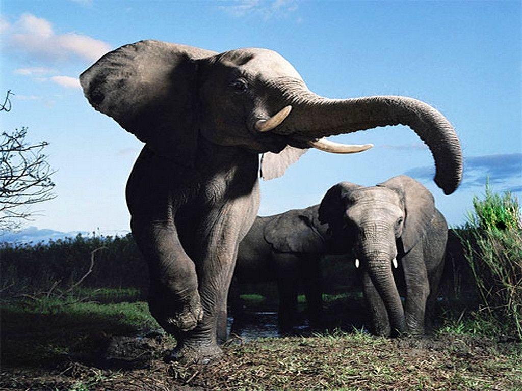 Wallpaper For > African Elephant Wallpaper