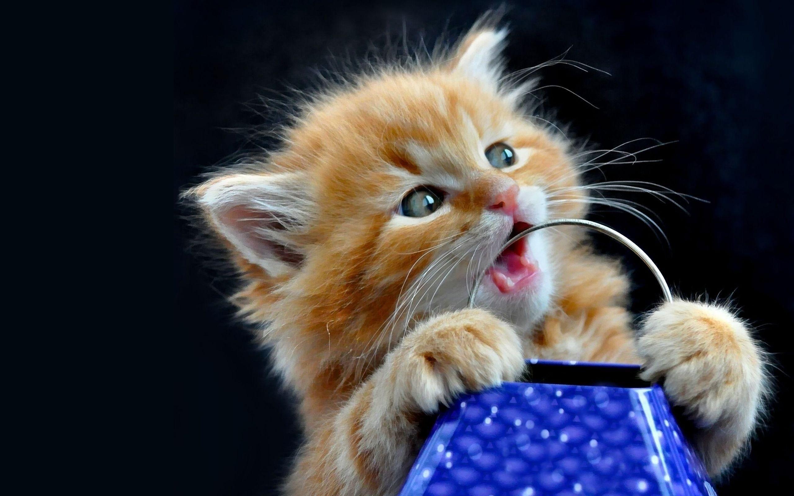 image For > Orange Kitten Desktop Wallpaper