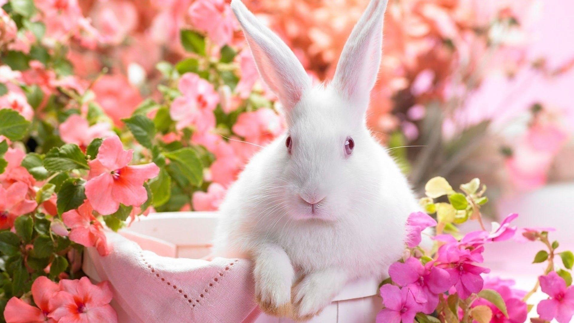 Cute Easter Bunny. Download HD Wallpaper