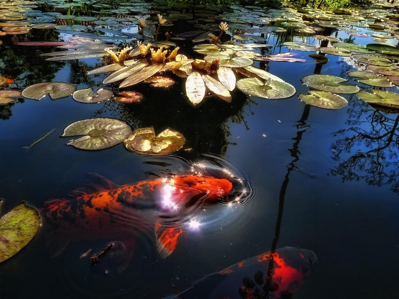 Koi fish in the pond Wallpapers