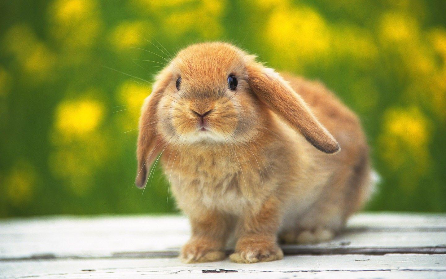 Animals For > Cute Rabbits Wallpaper For Desktop