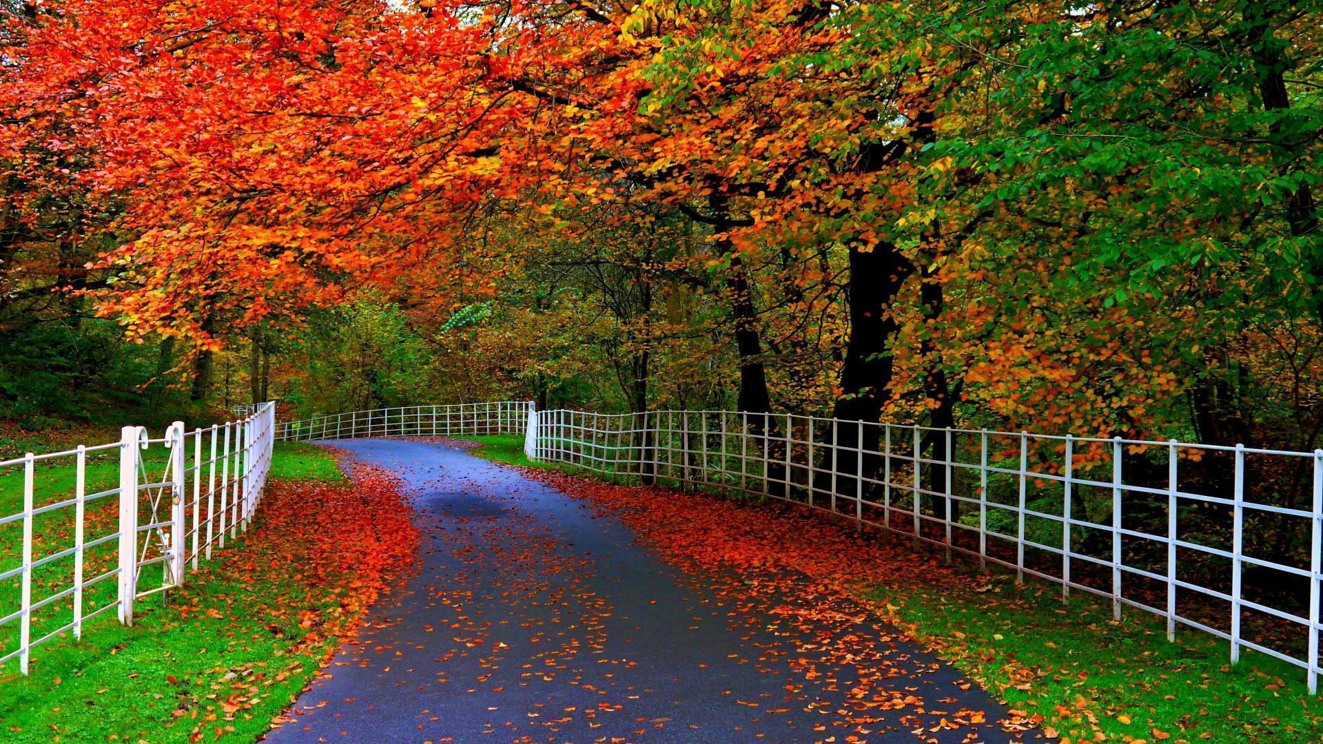 Natural Beauty Of Autumn HD Desktop Wallpaper for Widescreen
