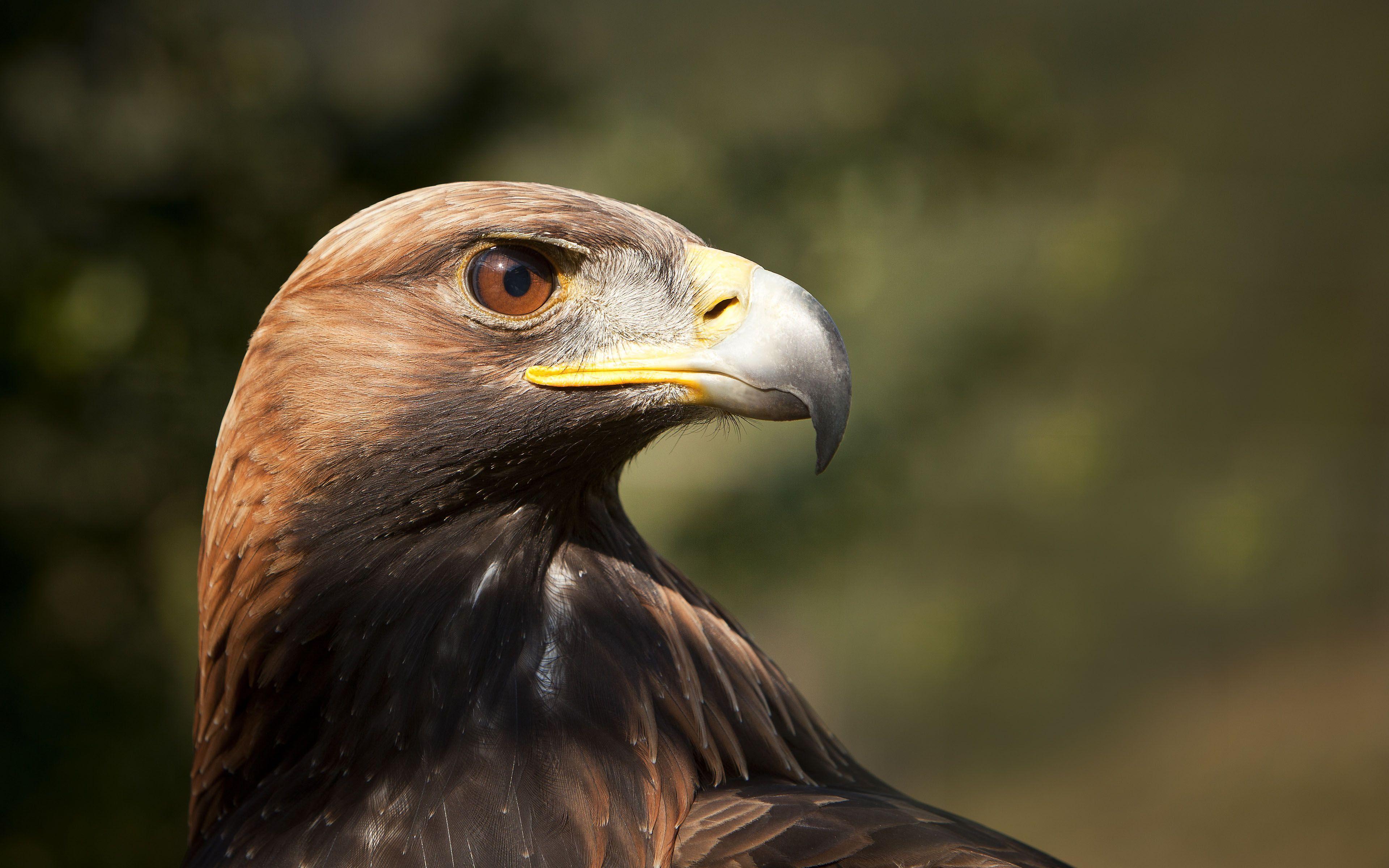 Golden Eagle Wallpapers - Wallpaper Cave