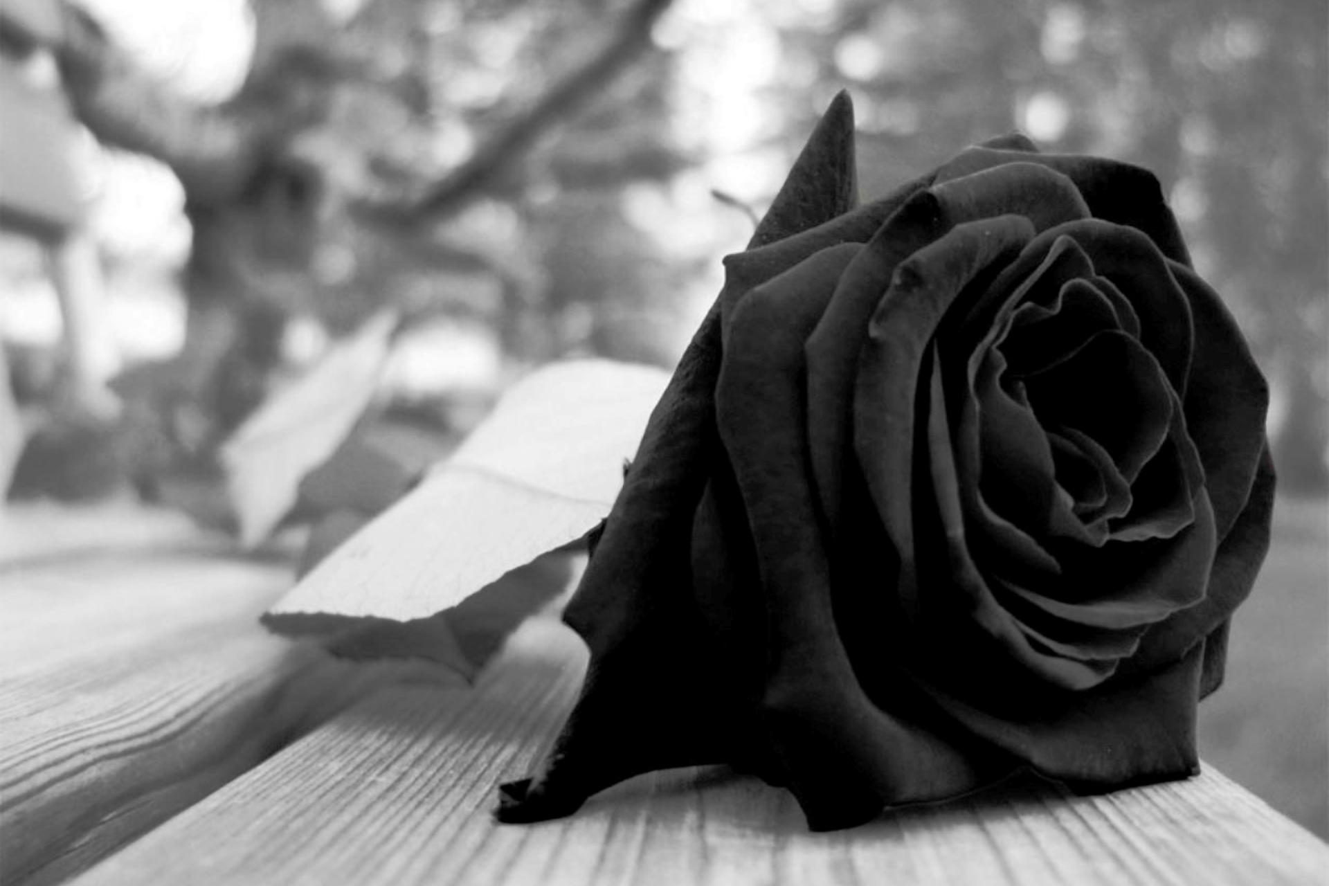 Black Roses HD Wallpaper