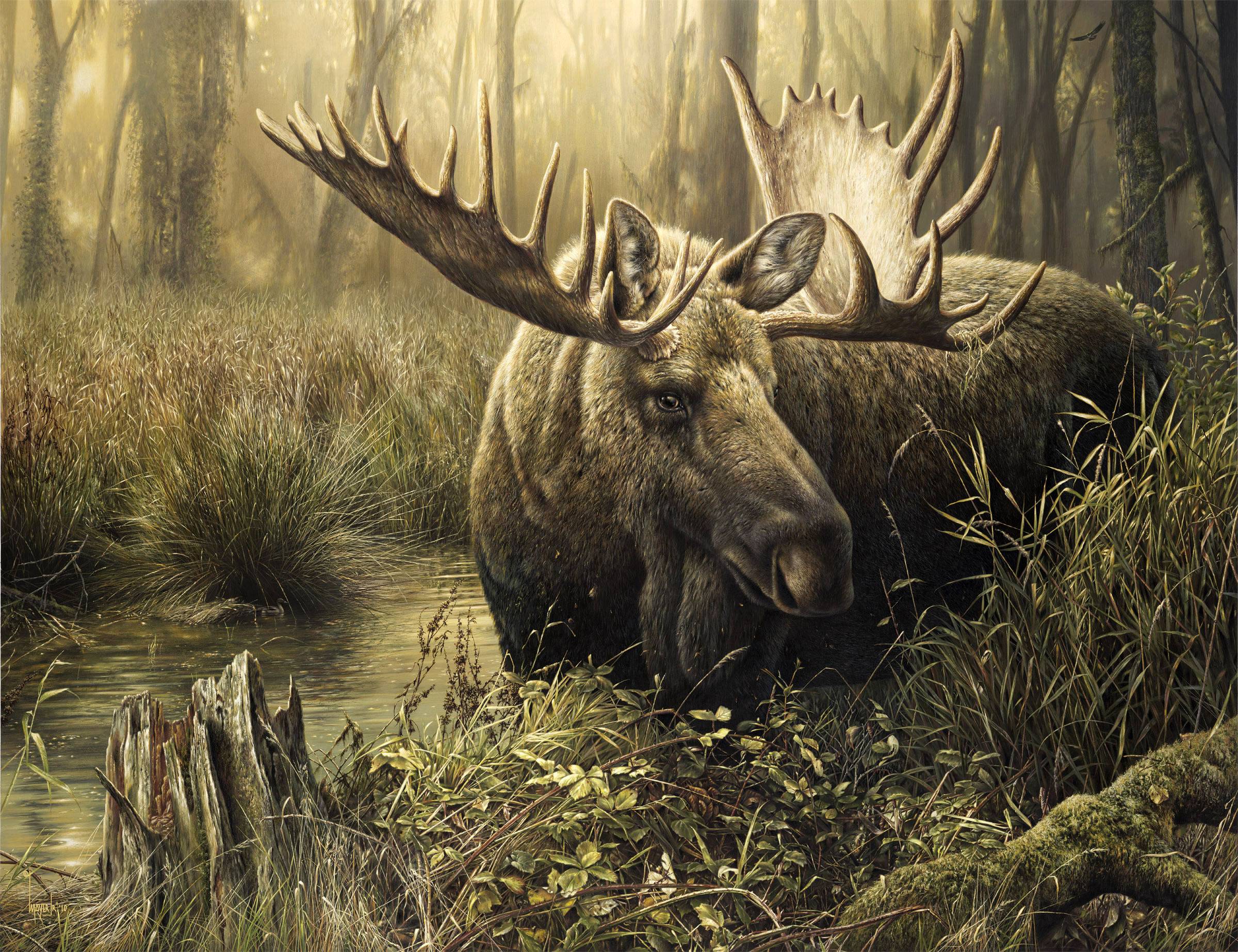 Moose Wallpaper Picture