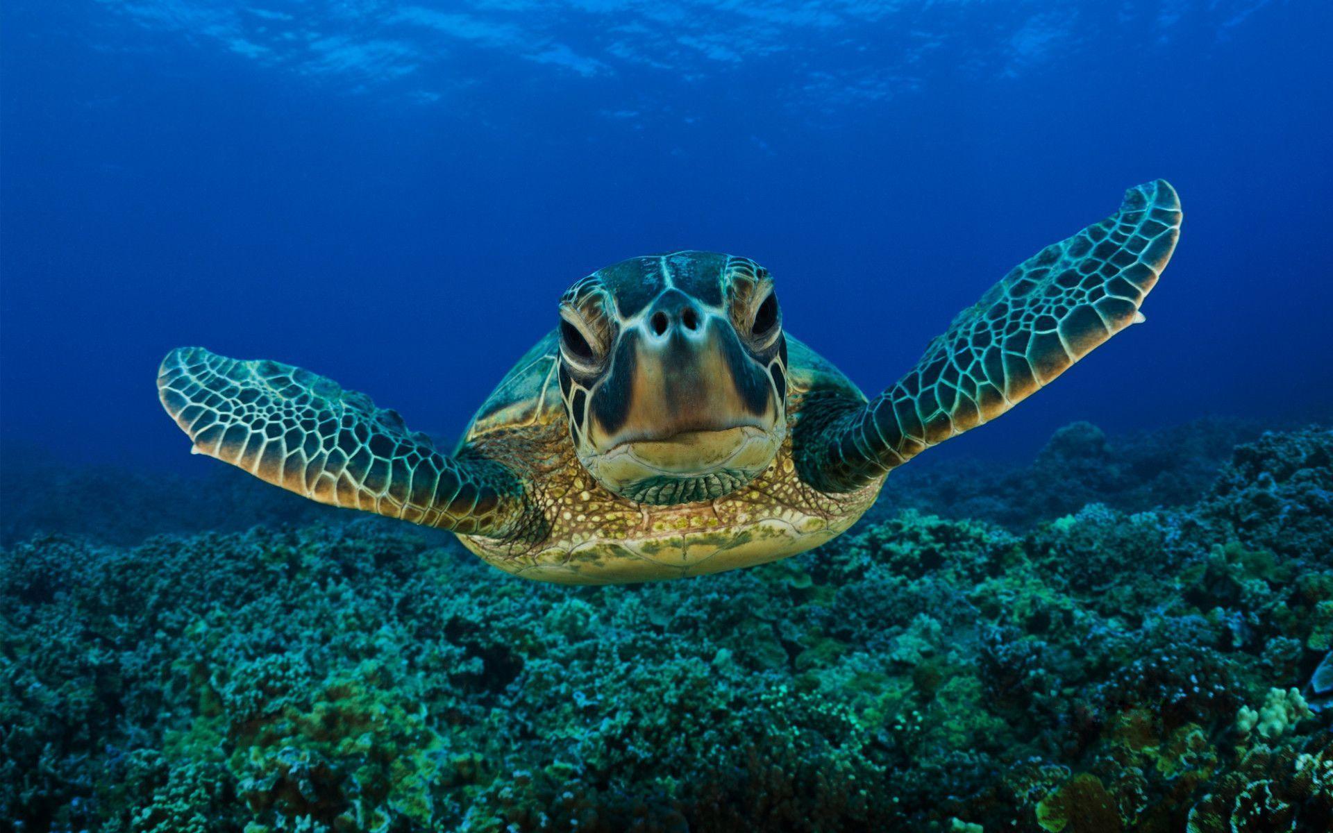 Turtle Under Water High Resolution Wallpaper · Animals Wallpaper