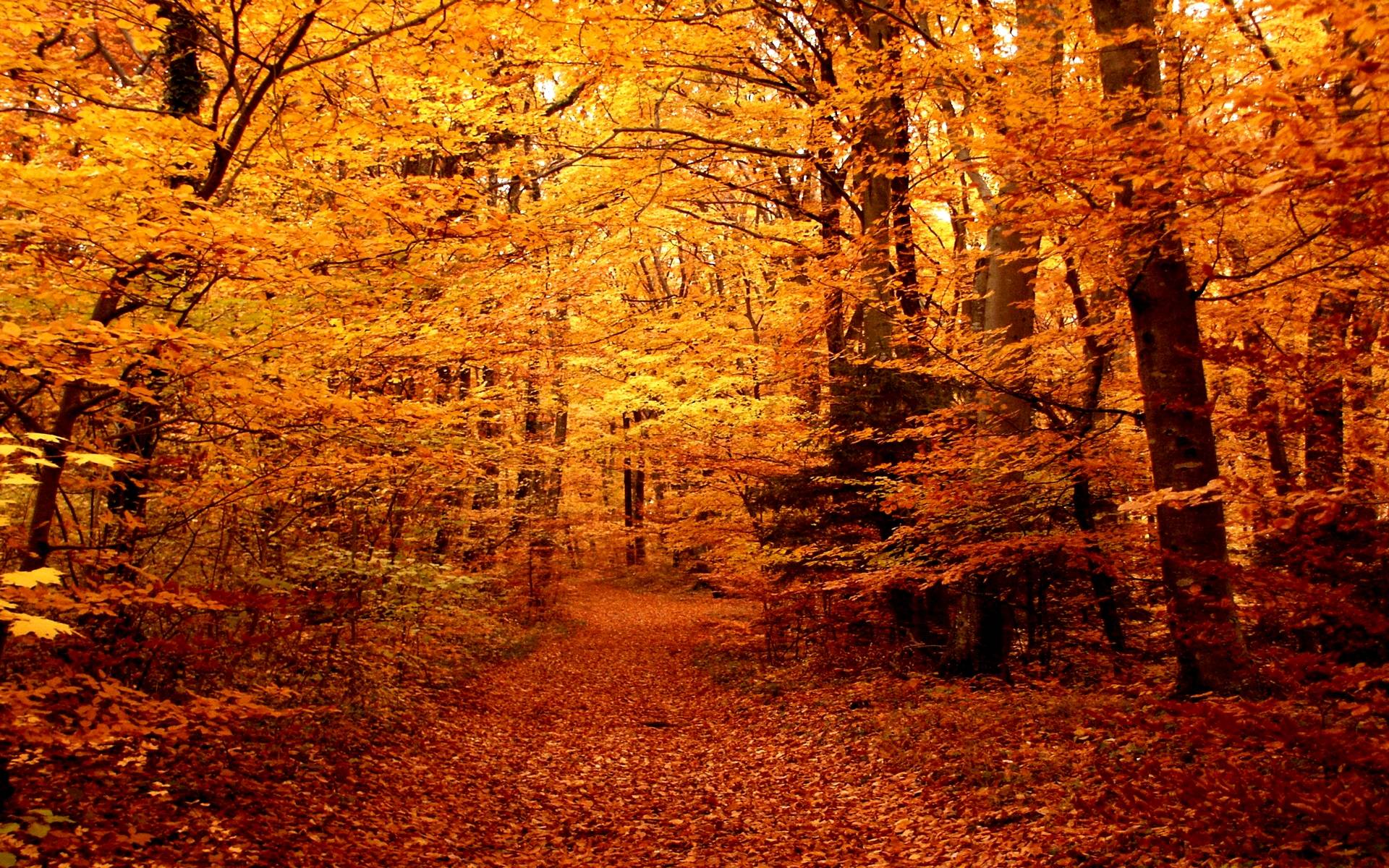 Download Download Road Forest Trees Autumn Free Desktop HD