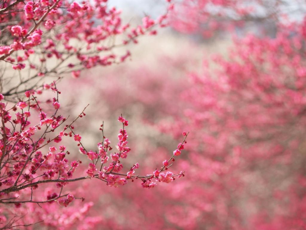 Pink Spring Tree Flowers Picture 5 HD Wallpaper. aduphoto