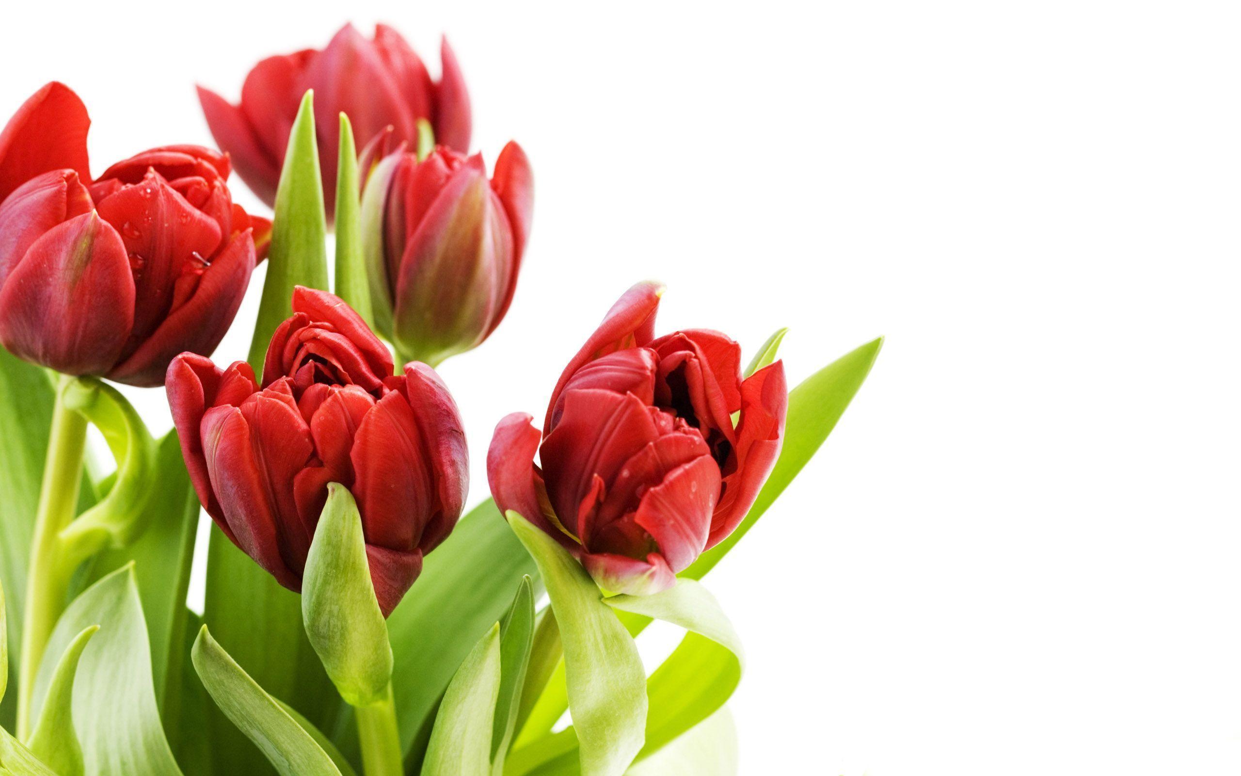 Flowers For > Tulip Flower