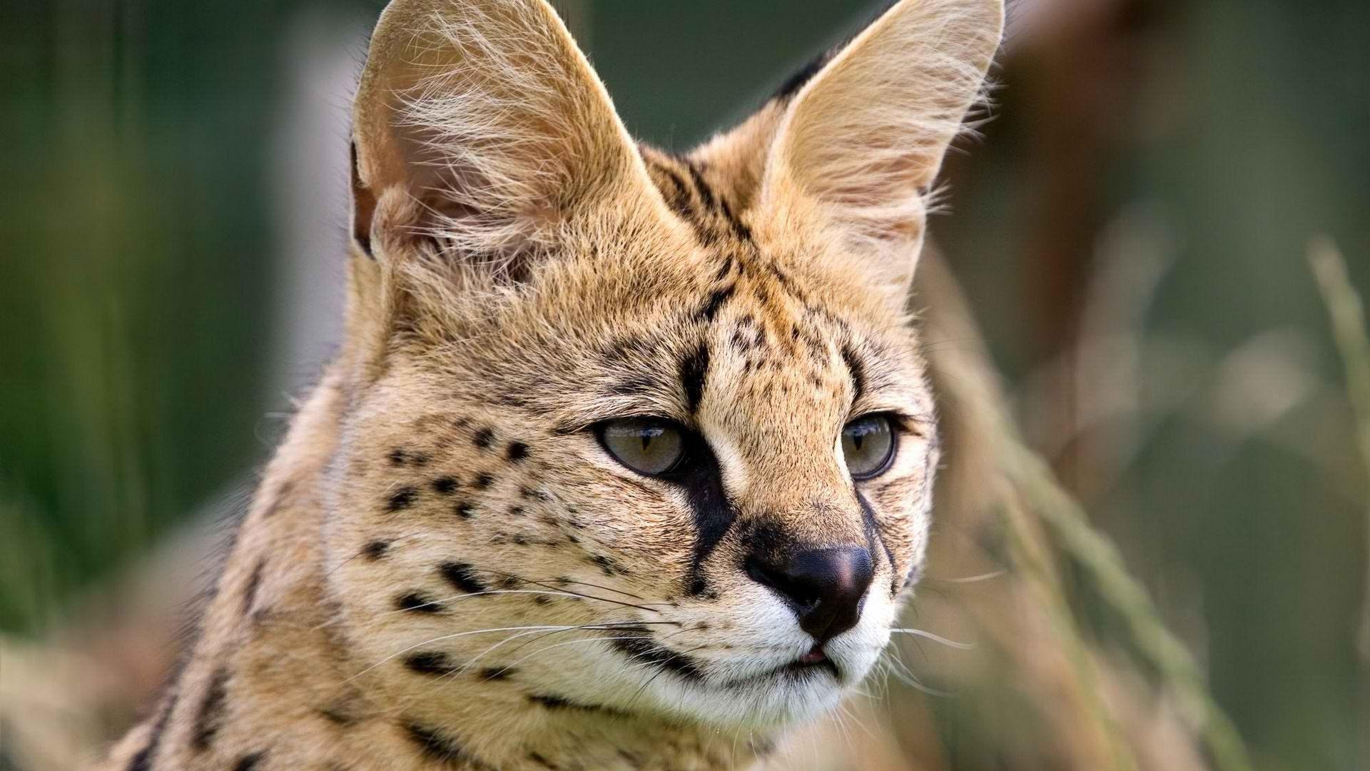 The Image of Animals Wildlife Outdoors African Serval Wildcat