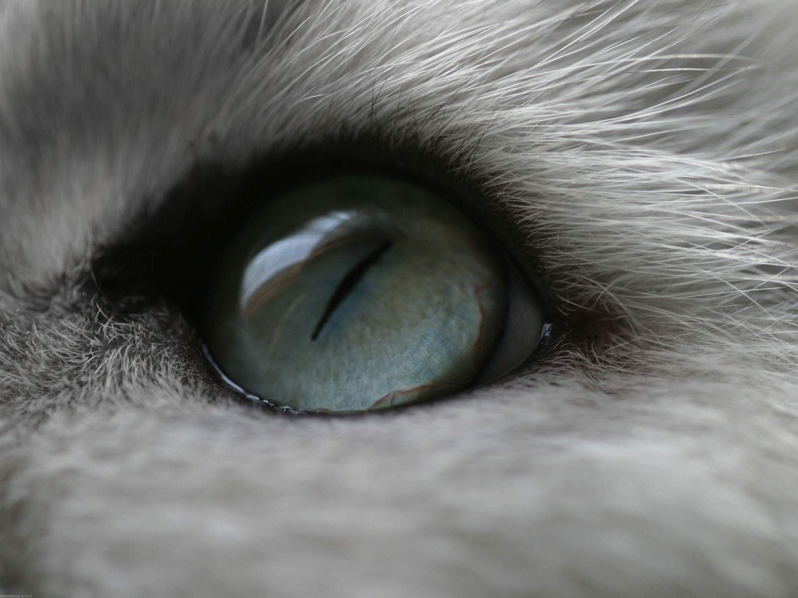 Wide Eyed Warrior Cats Forever Wallpaper 1600x1200PX Wallpaper
