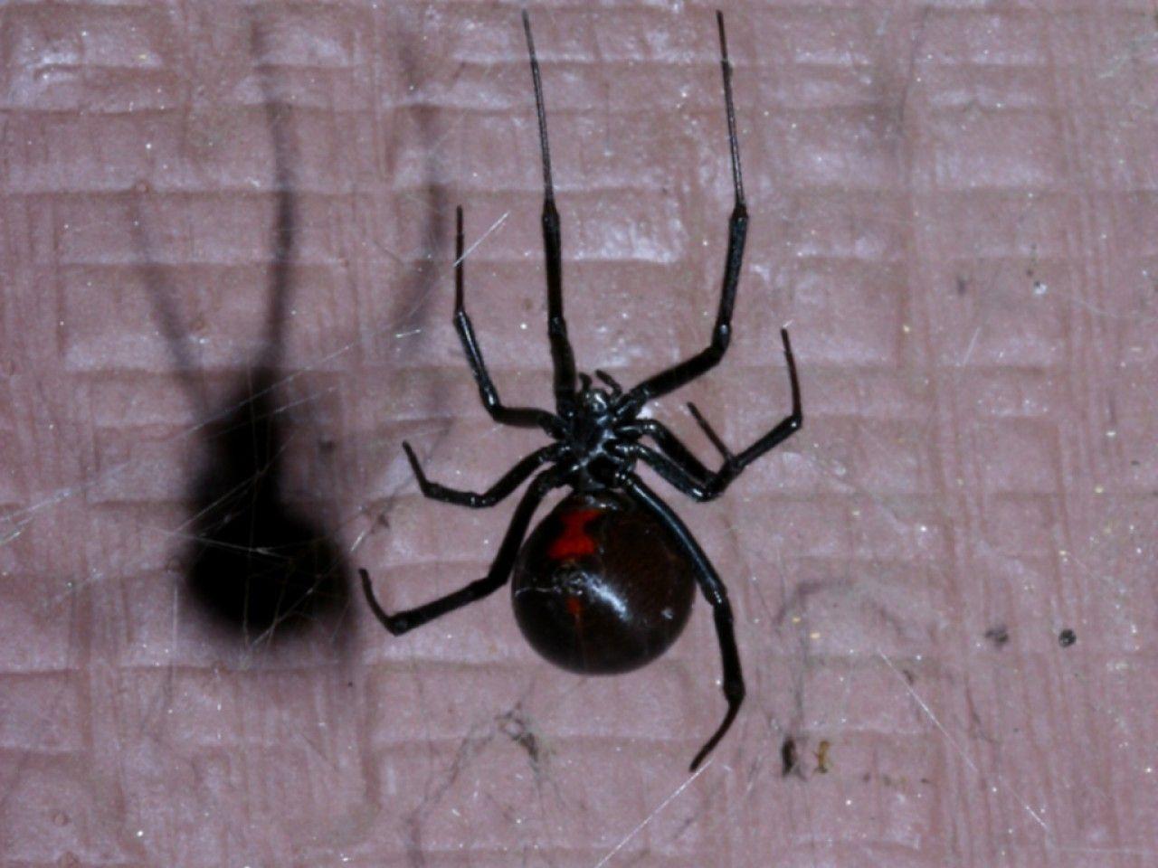 Spider 3148