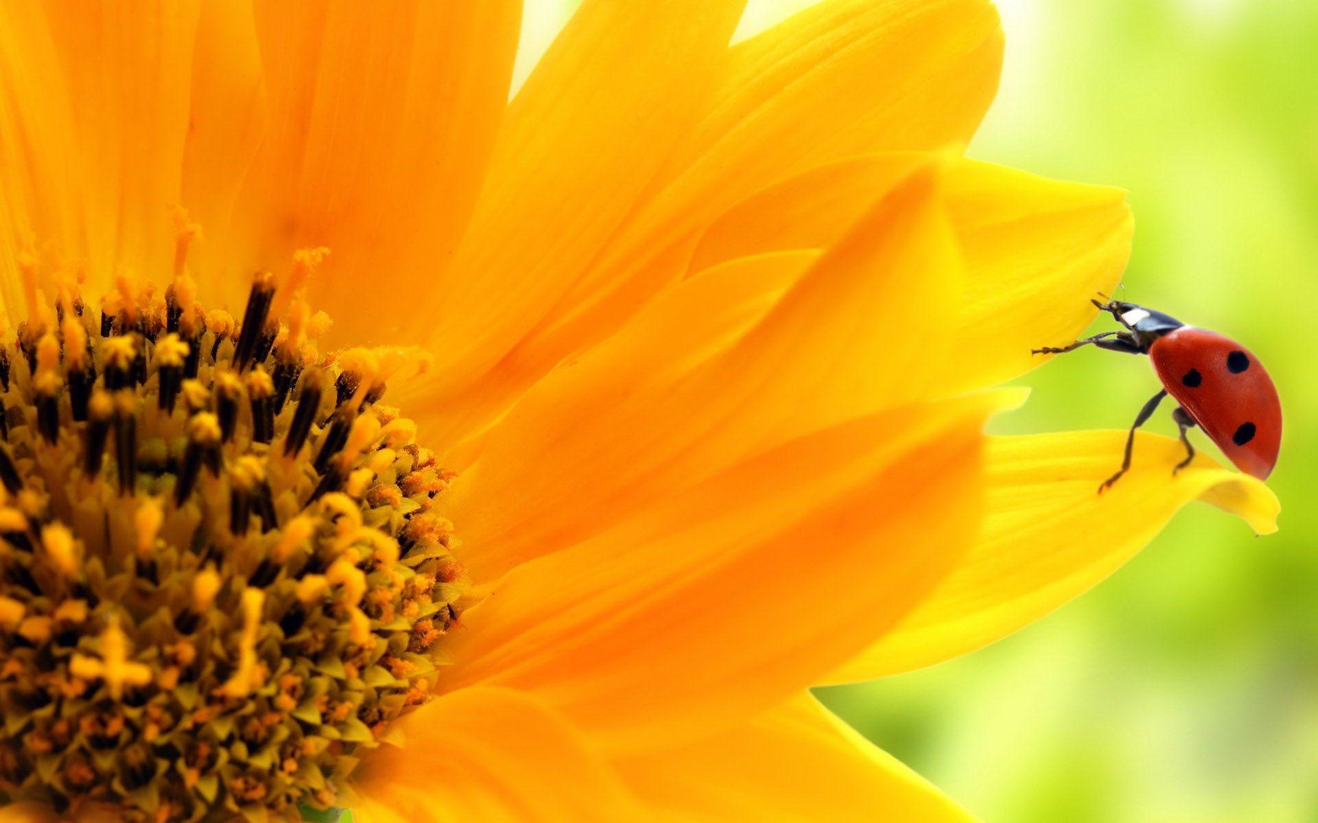 Flowers For > Orange Sunflowers Wallpaper